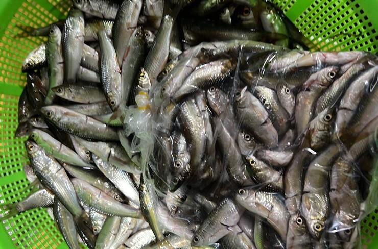 Dân đua nhau mua loại cá chỉ bé bằng đầu đũa, tiểu thương ngày bán vài tạ - Ảnh 2. Dân đua nhau mua loại cá chỉ bé bằng đầu đũa, tiểu thương ngày bán vài tạ - Ảnh 2.