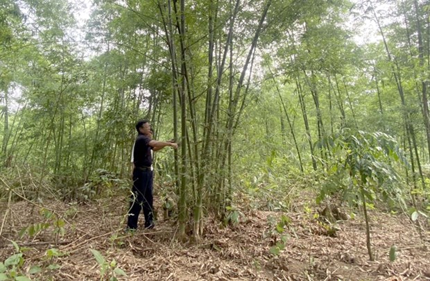 Thanh Hóa tháo gỡ khó khăn trong tiêu thụ nông sản miền núi hình ảnh 1 Thanh Hoa thao go kho khan trong tieu thu nong san mien nui hinh anh 1