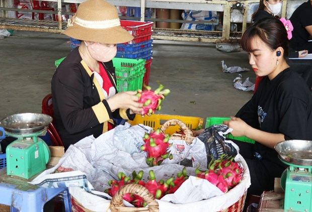 Thanh long cuối mùa giá cao gấp 3 lần cùng kỳ năm trước hình ảnh 2 Thanh long cuoi mua gia cao gap 3 lan cung ky nam truoc hinh anh 2