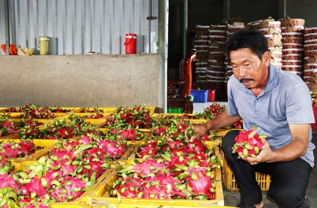 Thanh long cuối mùa giá cao gấp 3 lần cùng kỳ năm trước hình ảnh 1 Thanh long cuoi mua gia cao gap 3 lan cung ky nam truoc hinh anh 1