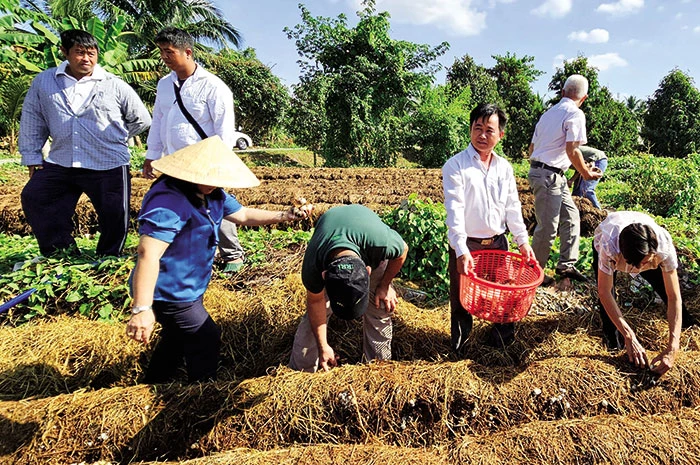 Giá nấm rơm tăng cao, xoài Ðài Loan giảm giá