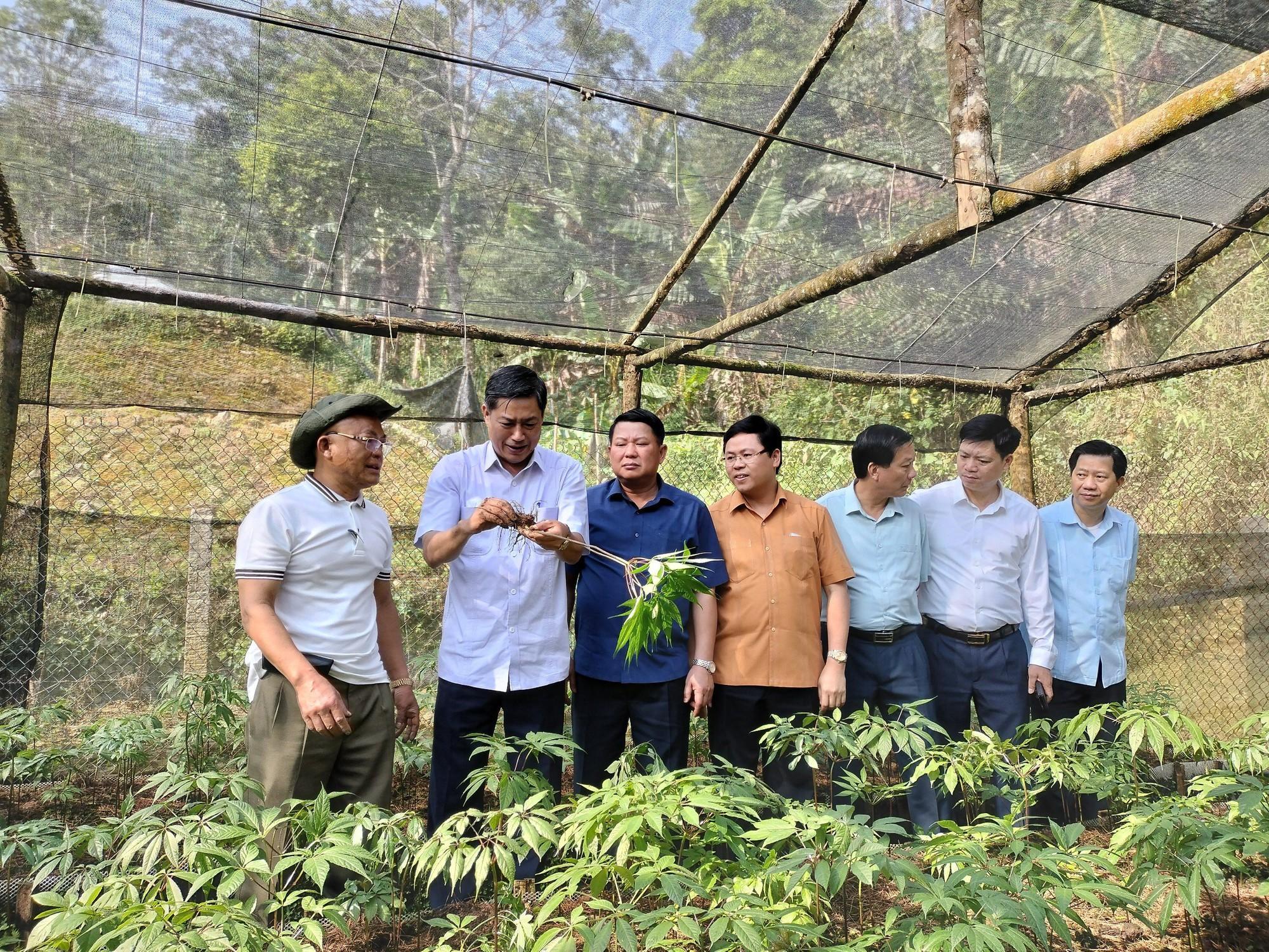Nhiều giải pháp phát triển Sâm Ngọc Linh trên đất Sơn La - Ảnh 6. Nhiều giải pháp phát triển Sâm Ngọc Linh trên đất Sơn La - Ảnh 6.
