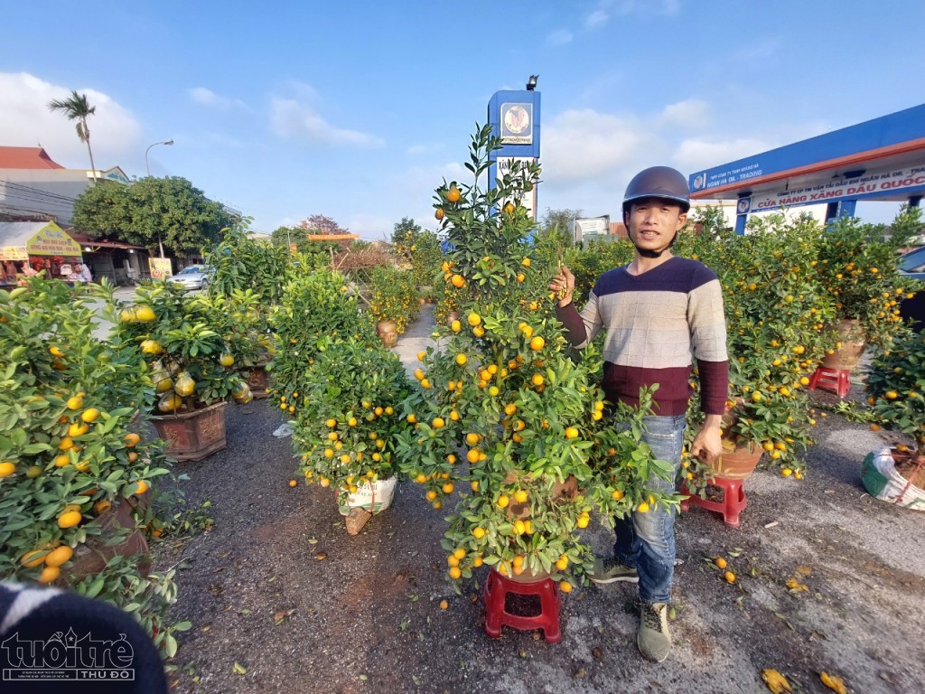 Một điểm bán quất cảnh tại thị trấn huyện An Lão Một điểm bán quất cảnh tại thị trấn huyện An Lão