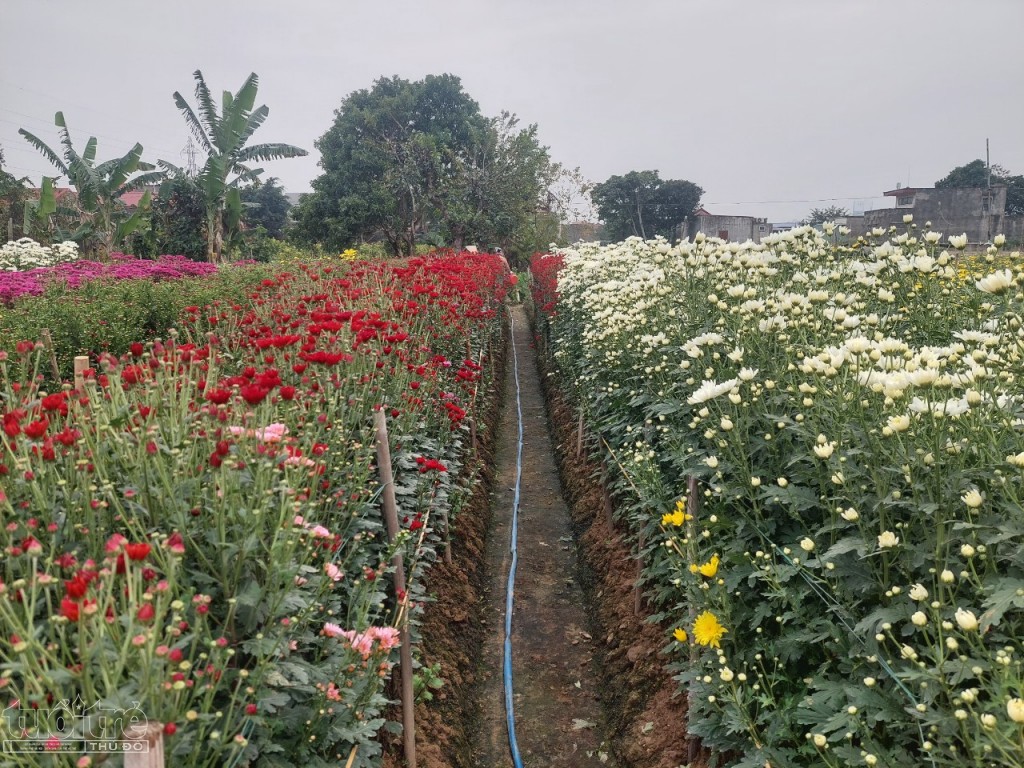 Các làng hoa Đằng Hải (Hải An) và Đặng Cương (An Dương) sẵn sàng cung cấp nguồn hoa tươi cho người dân Hải Phòng đón tết Các làng hoa Đằng Hải (Hải An) và Đặng Cương (An Dương) sẵn sàng cung cấp nguồn hoa tươi cho người dân Hải Phòng đón tết