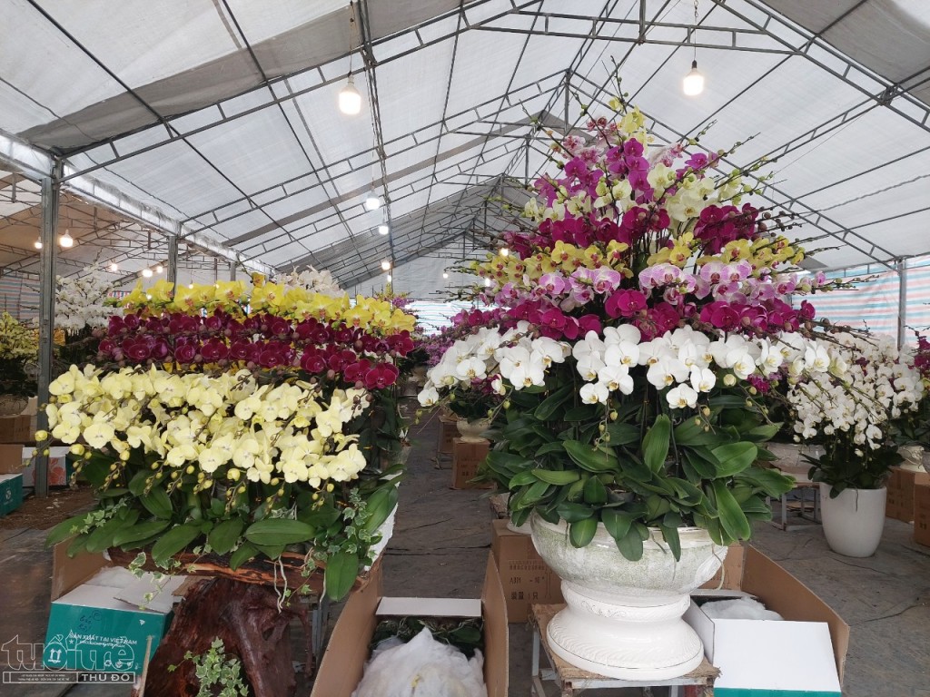 Một nhà vườn bán hoa Lan trên đường Lê Hồng Phong Một nhà vườn bán hoa Lan trên đường Lê Hồng Phong