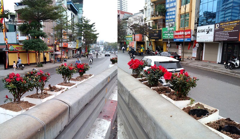 Hàng loạt cây hoa cảnh trang trí đón Tết trên phố Tây Sơn bị kẻ xấu nhổ trộm trong đêm Hàng loạt cây hoa cảnh trang trí đón Tết trên phố Tây Sơn bị kẻ xấu nhổ trộm trong đêm