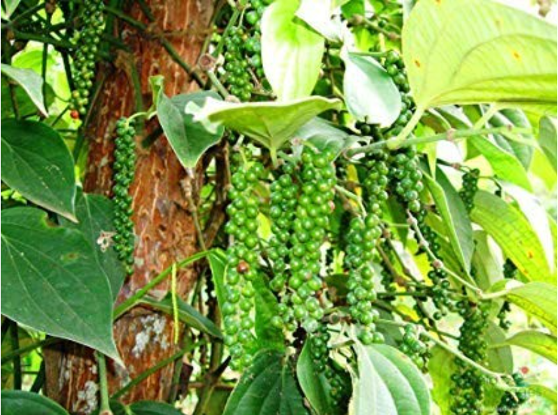 Nguồn cung thiếu hụt, giá hạt tiêu tiếp tục tăng mạnh- Ảnh 2. Nguồn cung thiếu hụt, giá hạt tiêu tiếp tục tăng mạnh- Ảnh 2.