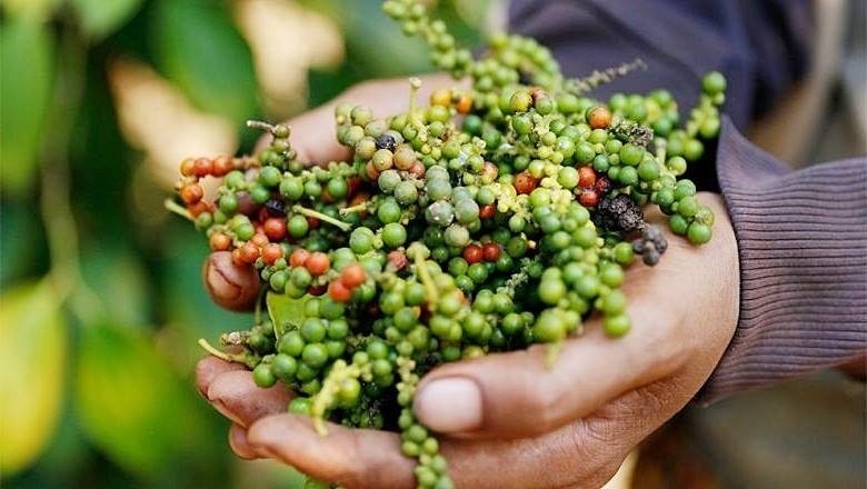 Giá tiêu hôm nay mất mốc 95.000 đồng/kg- Ảnh 2. Giá tiêu hôm nay mất mốc 95.000 đồng/kg- Ảnh 2.