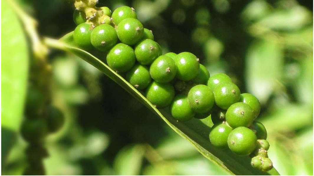 Giá tiêu vẫn đi ngang, xuất khẩu tiêu sang Trung Quốc giảm cực mạnh- Ảnh 2. Giá tiêu vẫn đi ngang, xuất khẩu tiêu sang Trung Quốc giảm cực mạnh- Ảnh 2.