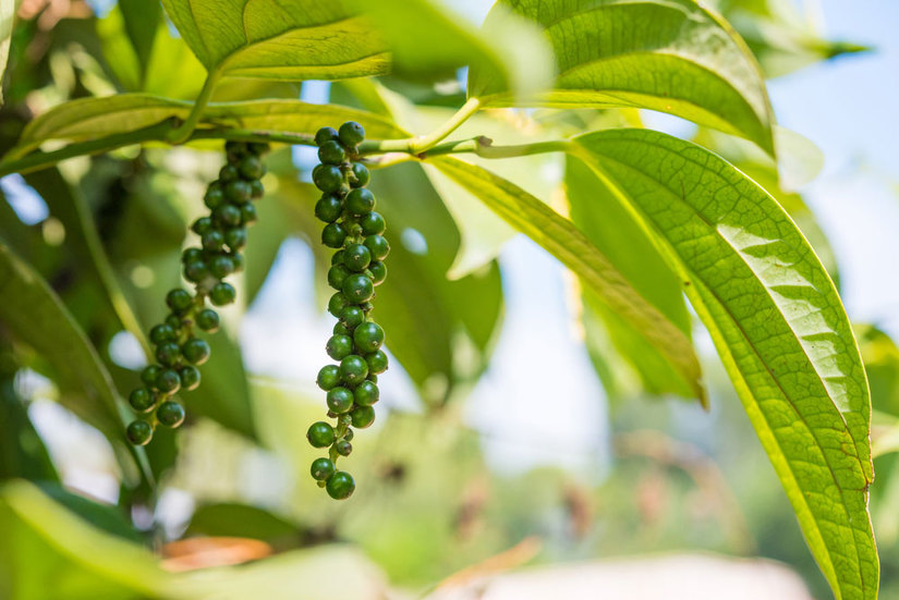 Giá tiêu thấp nhất chỉ còn 90.500 đồng/kg, hàng vụ mới ra thị trường nhiều- Ảnh 2. Giá tiêu thấp nhất chỉ còn 90.500 đồng/kg, hàng vụ mới ra thị trường nhiều- Ảnh 2.