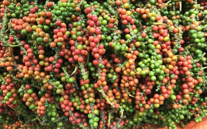 Giá hạt tiêu liên tiếp giảm mạnh, Đắk Lắk, Đắk Nông và Bà Rịa – Vũng Tàu mất giá nhiều nhất- Ảnh 2. Giá hạt tiêu liên tiếp giảm mạnh, Đắk Lắk, Đắk Nông và Bà Rịa – Vũng Tàu mất giá nhiều nhất- Ảnh 2.