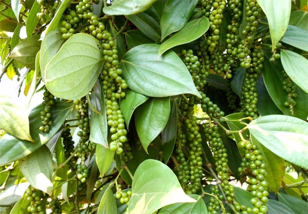 Giá tiêu tiếp tục lạc quan đi lên, thiếu nguồn cung toàn cầu- Ảnh 2. Giá tiêu tiếp tục lạc quan đi lên, thiếu nguồn cung toàn cầu- Ảnh 2.