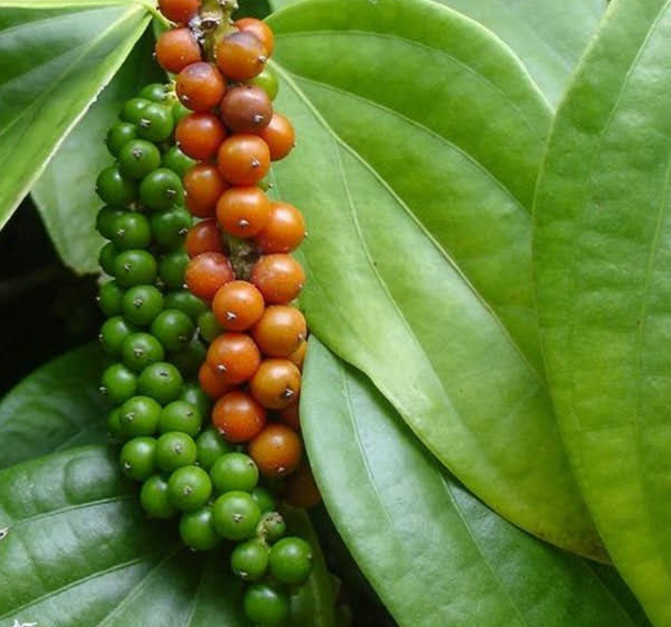 Giá tiêu lại tăng 'sốc', gần chạm mốc 130.000 đồng/kg- Ảnh 2. Giá tiêu lại tăng 'sốc', gần chạm mốc 130.000 đồng/kg- Ảnh 2.