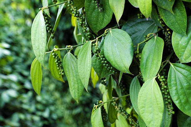 Giá tiêu vẫn tăng, đang ở mức cao kỷ lục, nông dân có lãi trên 500 triệu đồng/ha- Ảnh 2. Giá tiêu vẫn tăng, đang ở mức cao kỷ lục, nông dân có lãi trên 500 triệu đồng/ha- Ảnh 2.