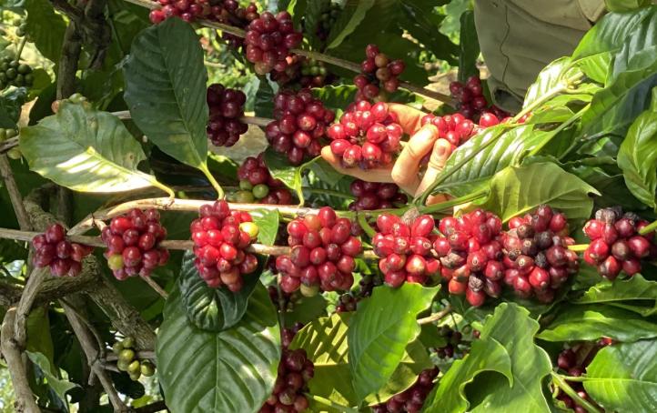Giá cà phê trong nước áp sát mốc 122.000 đồng/kg- Ảnh 2. Giá cà phê trong nước áp sát mốc 122.000 đồng/kg- Ảnh 2.
