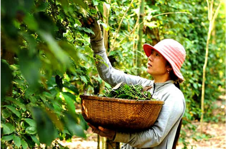 Giá tiêu hôm nay lại tăng vọt, Đắk Lắk, Bình Phước, Đắk Nông đạt đỉnh mới- Ảnh 2. Giá tiêu hôm nay lại tăng vọt, Đắk Lắk, Bình Phước, Đắk Nông đạt đỉnh mới- Ảnh 2.