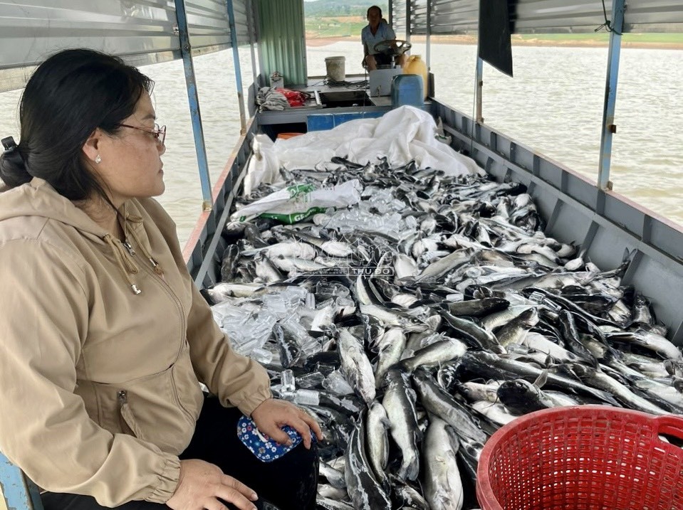 Hơn 25 tấn cá lăng chết bất thường trên hồ thủy điện Ya Ly Hơn 25 tấn cá lăng chết bất thường trên hồ thủy điện Ya Ly