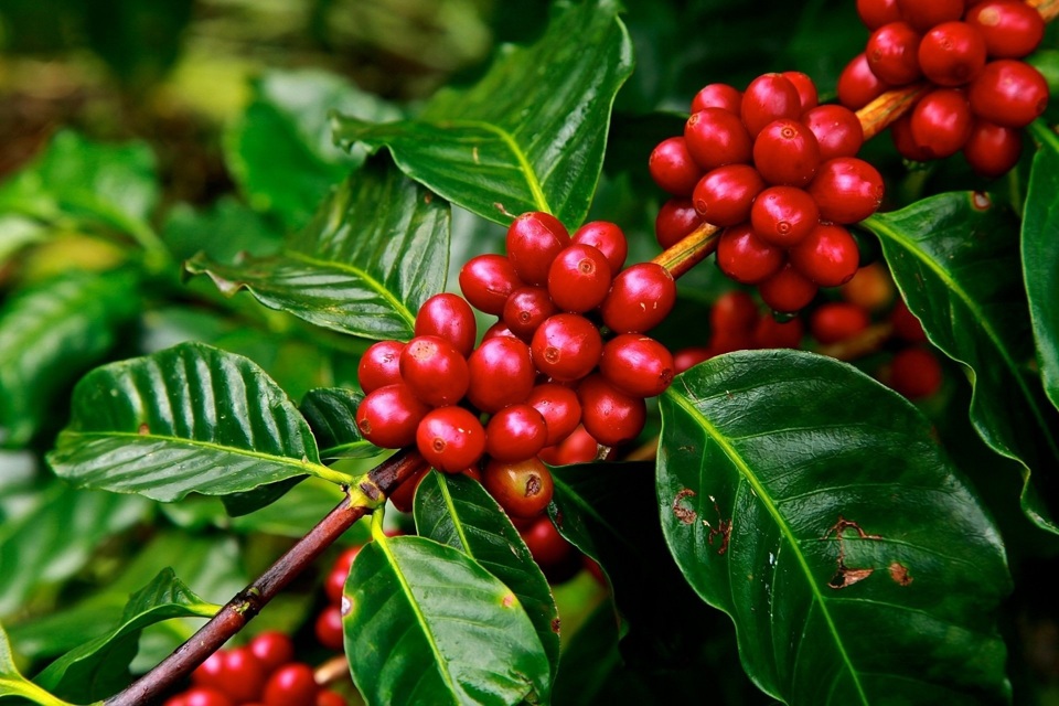 Giá cà phê đồng loạt tăng tại các địa phương trong tuần qua- Ảnh 1. Giá cà phê đồng loạt tăng tại các địa phương trong tuần qua- Ảnh 1.