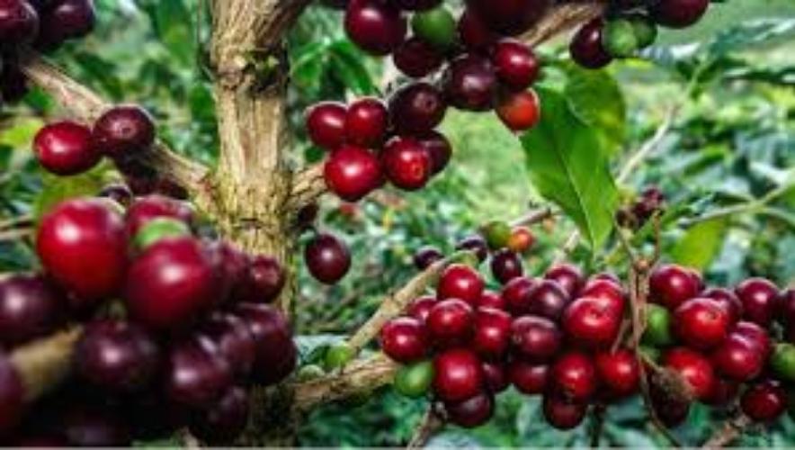 Giá cà phê trên hai sàn giao dịch thế giới tăng mạnh do nguồn cung thắt chặt- Ảnh 1. Giá cà phê trên hai sàn giao dịch thế giới tăng mạnh do nguồn cung thắt chặt- Ảnh 1.