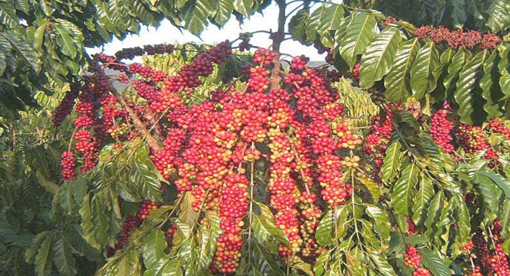 Robusta bước vào chu kỳ tăng giá mạnh mẽ trong 18 tháng qua- Ảnh 3. Robusta bước vào chu kỳ tăng giá mạnh mẽ trong 18 tháng qua- Ảnh 3.