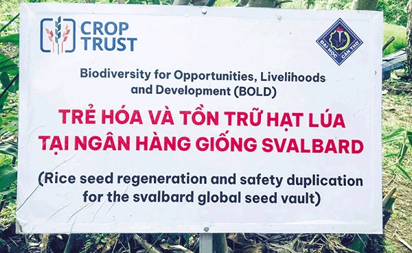 Từ xóm Cù Là của Tư Lúa Mùa