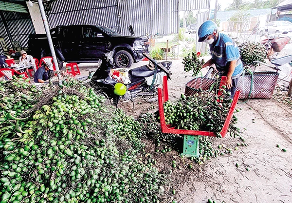 Giá trái cau non tăng mạnh, ổi tăng giá, sầu riêng bán được giá cao