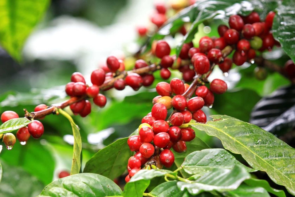 Thị trường cà phê nội địa cùng tăng 700 - 800 đồng/kg- Ảnh 2. Thị trường cà phê nội địa cùng tăng 700 - 800 đồng/kg- Ảnh 2.