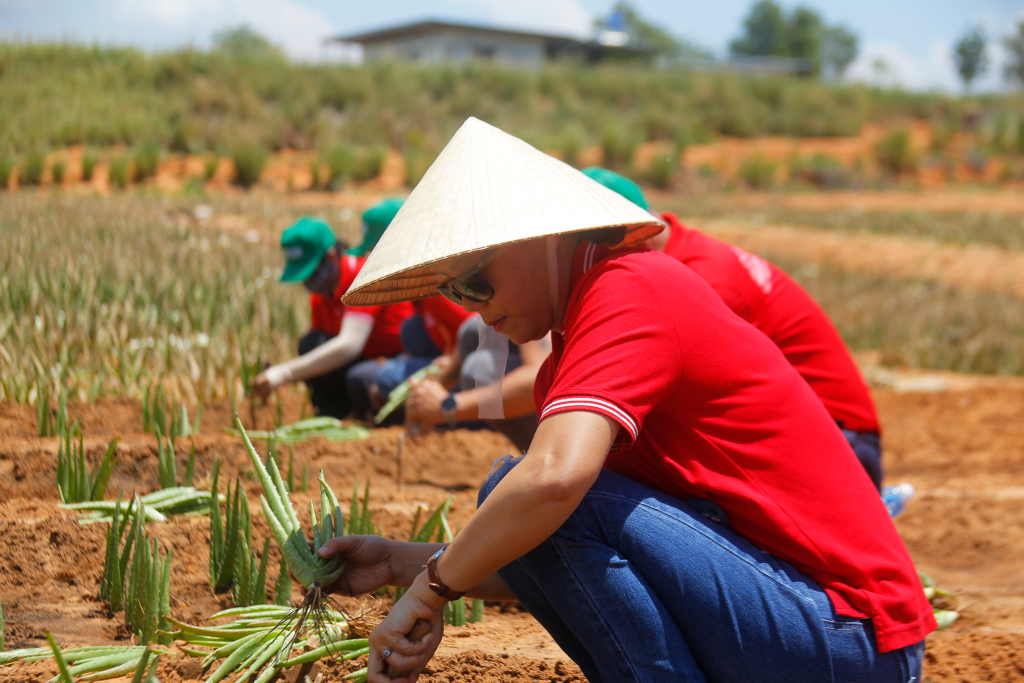 Đồng bào người Raglai có thể tận dụng hết các thành phần của cây nha đam để sản xuất ra đa dạng sản phẩm, thực phẩm Đồng bào người Raglai có thể tận dụng hết các thành phần của cây nha đam để sản xuất ra đa dạng sản phẩm, thực phẩm