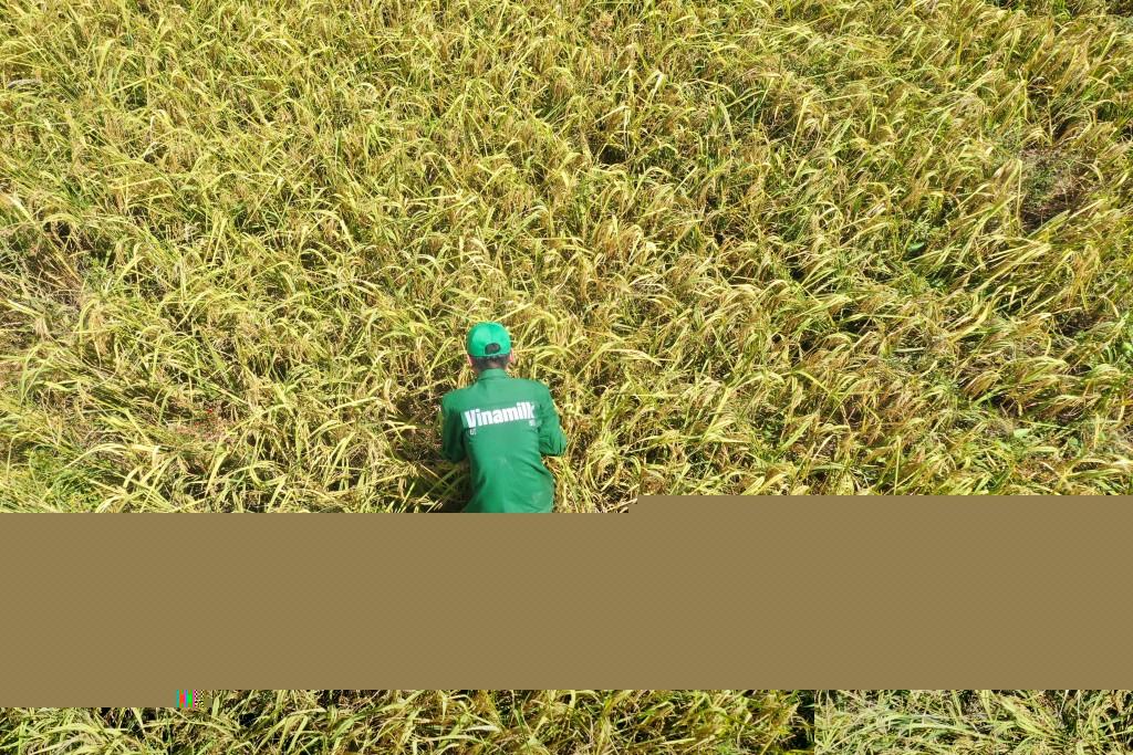 Cải tạo đất đã khó, việc trồng lúa theo chuẩn hữu cơ Organic Châu Âu lại là một bài toán học búa khác, mà khó nhất là xử lý cỏ dại. Với quyết tâm “Không dùng thuốc diệt cỏ”, nhân viên trồng trọt ở đây sử dụng nhiều phương pháp diệt cỏ thủ công như tấn (ém