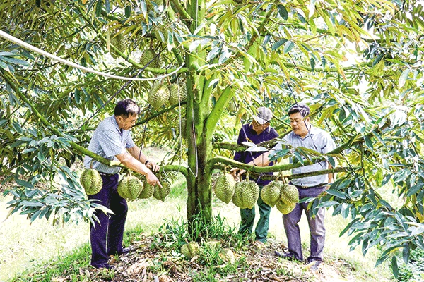 Tiền Giang triển khai nhiều giải pháp xuất khẩu trái cây bền vững