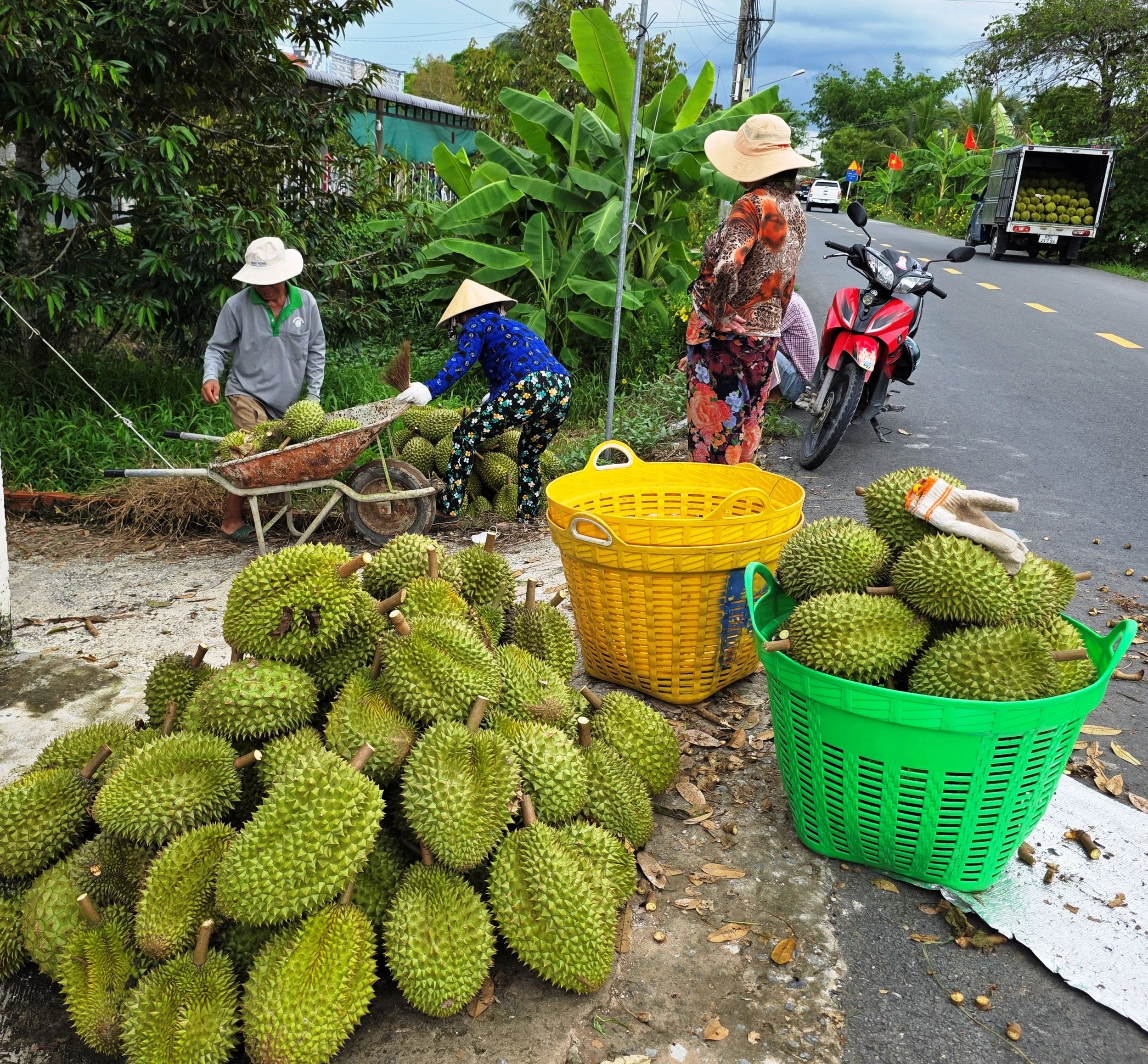 Để ngành sầu riêng phát triển bền vững