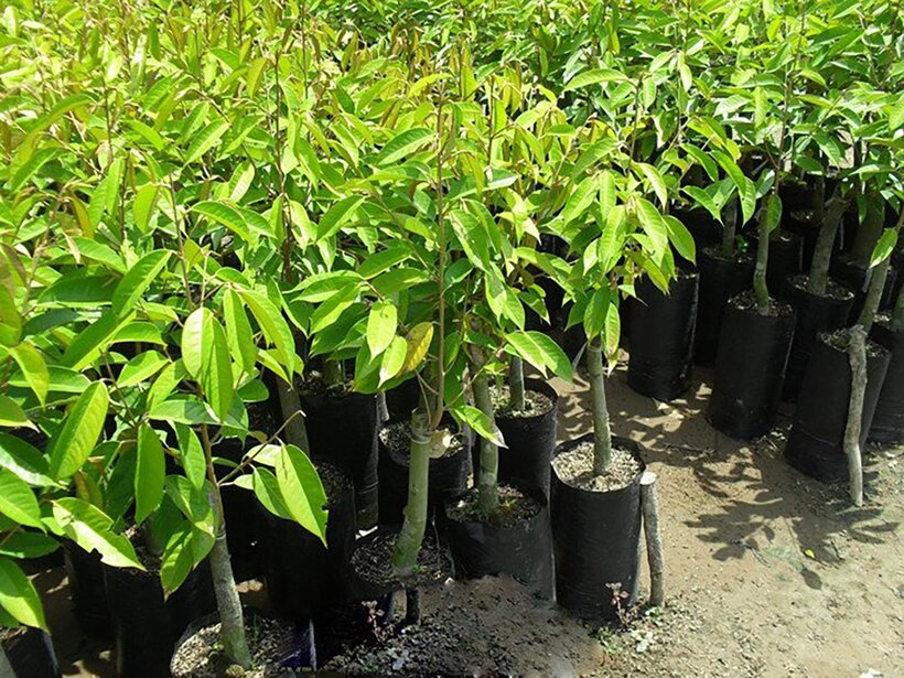 Cây sầu riêng không nằm trong danh mục cây trồng chính theo Thông tư 17/2019/TT-BNNPTNT ngày 15/11/2019 của Bộ Nông nghiệp và Phát triển nông thôn.