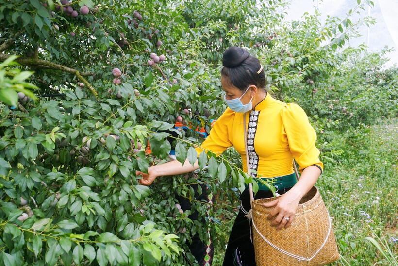 Mận Ruby Sơn La được biết đến như một biểu tượng cho sản phẩm mận chất lượng cao (Ảnh: Huyền Ngọc)
