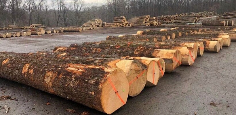Nhập khẩu gỗ nguyên liệu từ Hoa Kỳ sẽ tăng trong thời gian tới