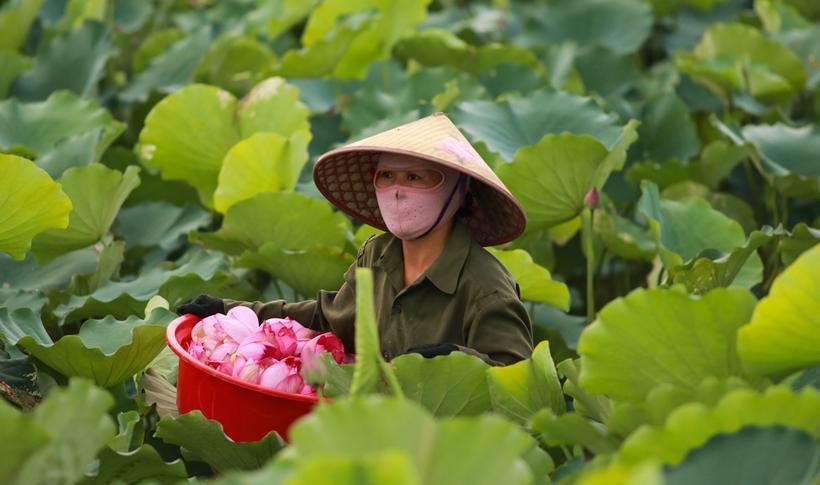Người dân phải bì bõm thu hoạch sen từ sáng sớm