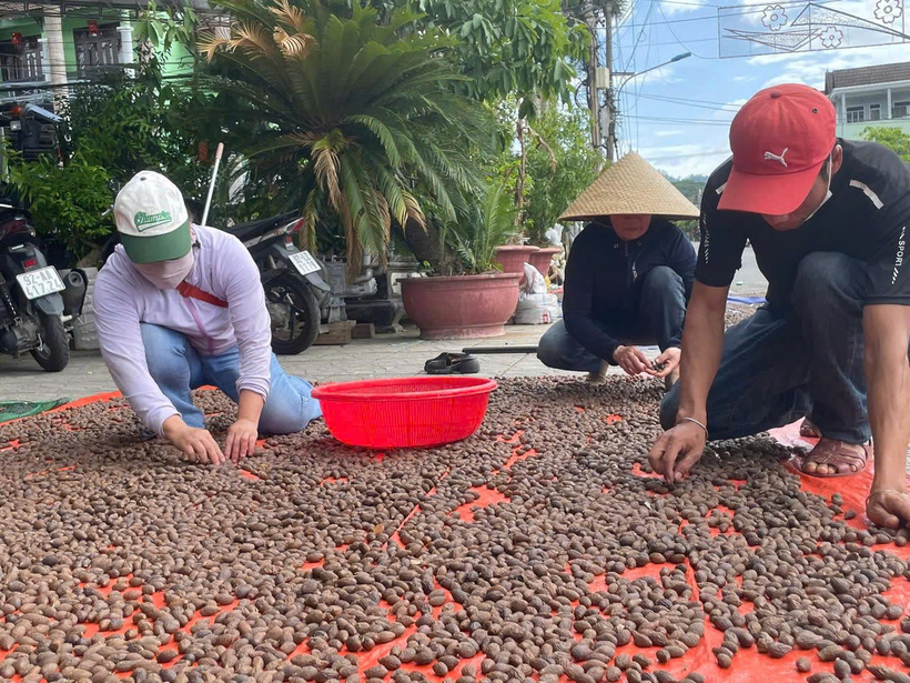 Mùa ươi năm nay có giá rất cao do thời tiết diễn biến thất thường khi thường xuyên có mưa lớn. Ảnh: Nguyễn Dương