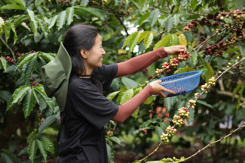 Nông dân tỉnh Đắk Lắk thu hái cà phê