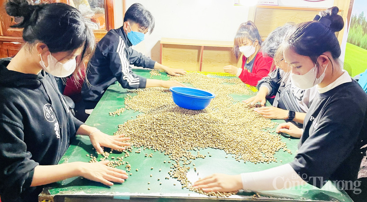 Lựa chọn những hạt cà phê đạt chuẩn trước khi rang xay