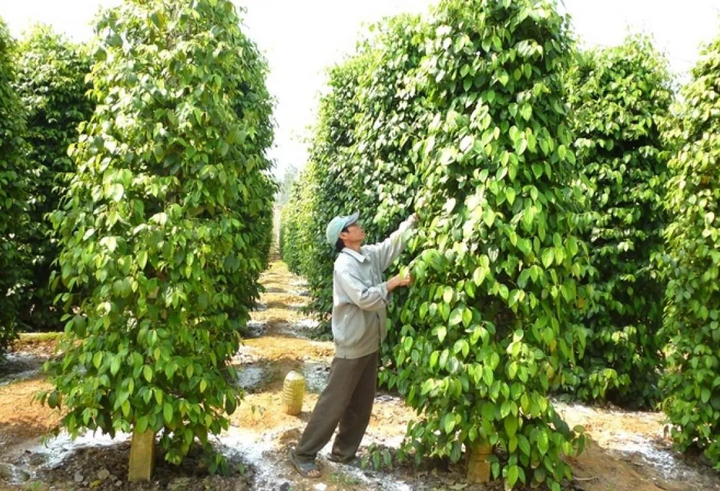 Lâm Đồng đang chuyển đổi sang mô hình canh tác hồ tiêu hữu cơ. Ảnh minh hoạ