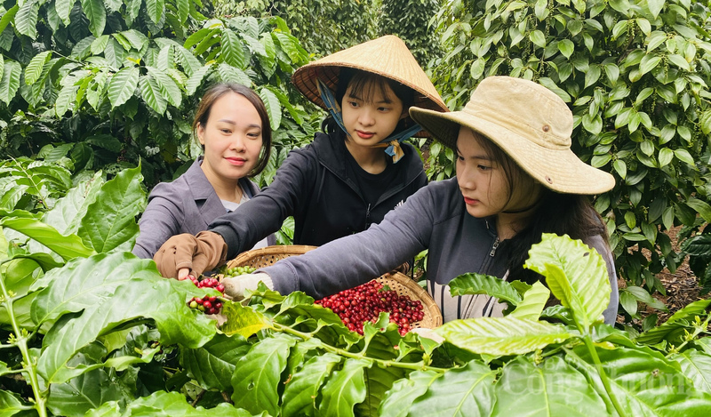 Nông dân tỉnh Đắk Lắk thu hoạch cà phê