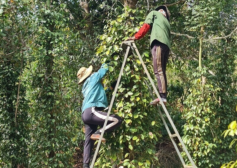 Người dân thu hoạch tiêu