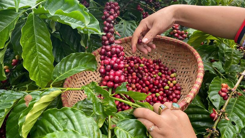 Với các FTA, cà phê Việt Nam không chỉ gia tăng giá trị, mà còn khẳng định vị thế trên bản đồ cà phê thế giới. Ảnh: Hoàng Thiên