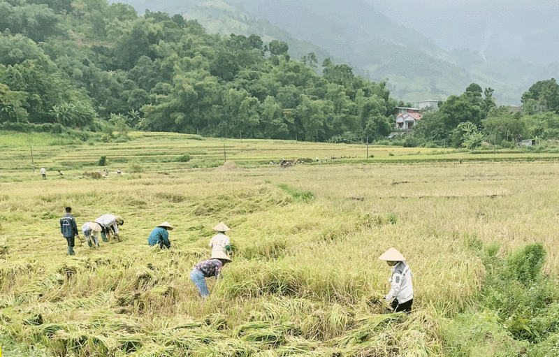 HTX Tiên Phong Mường Vi đã cùng bà con xây dựng thành công “Mô hình chuỗi liên kết sản xuất, chế biến, tiêu thụ sản phẩm gạo Séng Cù an toàn (Ảnh: Báo Lào Cai)