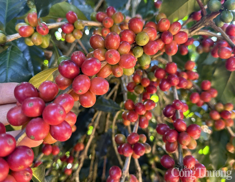 Những chùm cà phê chín mọng tại Đắk Lắk.