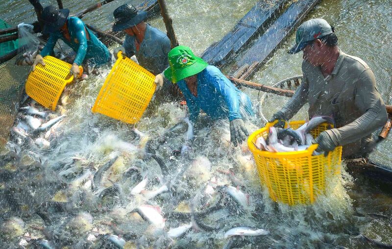 Người dân thu hoạch cá tra tại Đồng Tháp. Ảnh: Trung Hiếu