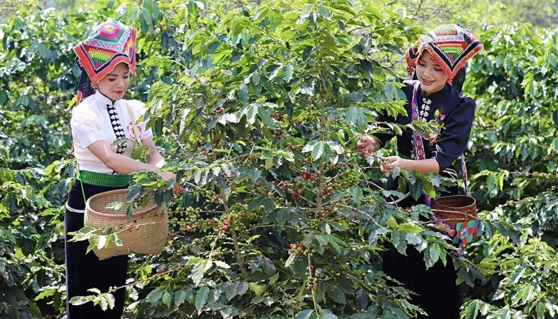 Sơn La chú trọng xây dựng thương hiệu cà phê địa phương