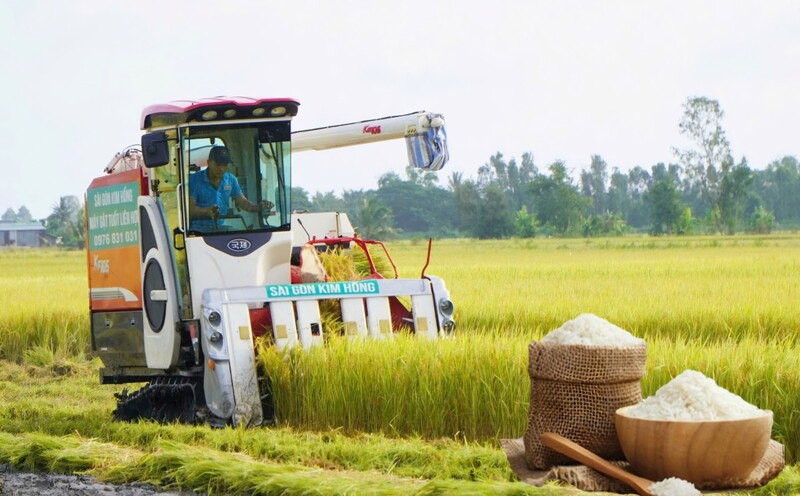 Giá lúa gạo hôm nay ngày 23/10: Lúa tươi đồng loạt giảm mạnh, gạo xuất khẩu biến động. Thanh Minh.jpg