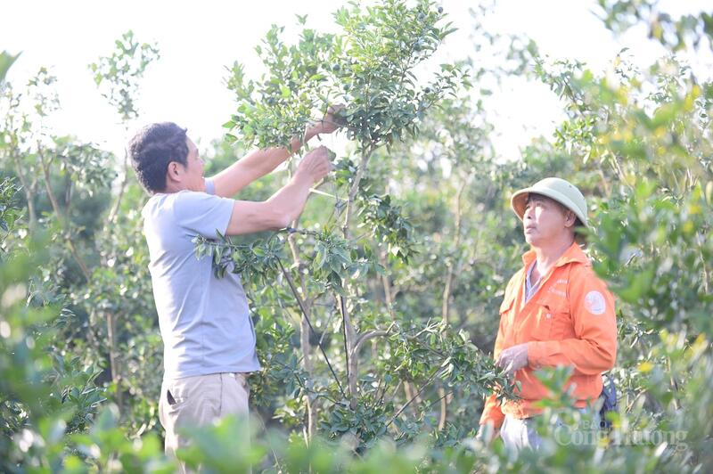 Với quất cảnh, việc tỉa, uốn được thế đẹp cần sự tỉ mỉ, kinh nghiệm của người trồng, mỗi cây quất sẽ thể hiện trình độ của chủ vườn.