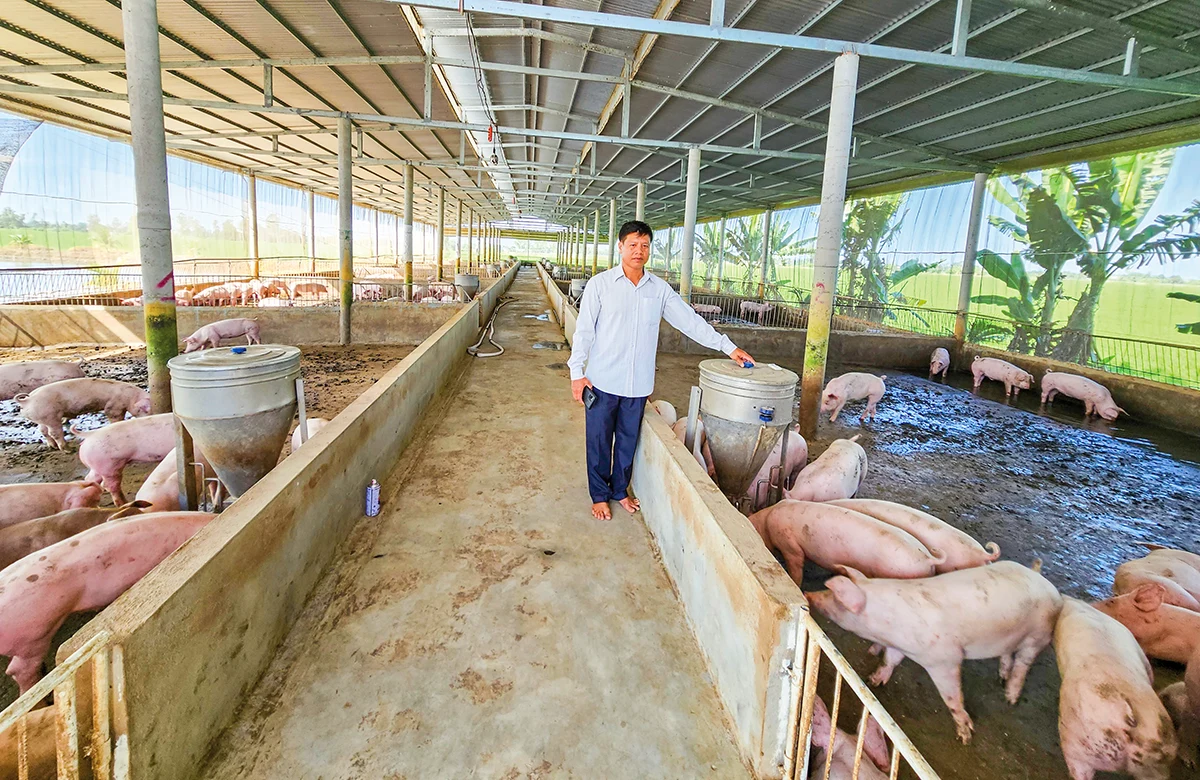 Nâng cao hiệu quả chăn nuôi