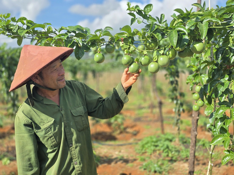 Xuất khẩu chanh leo tăng trưởng